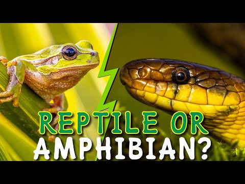 Reptiles Vs Amphibians | Learn the Difference