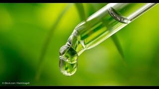 How to Make Feminized Seeds