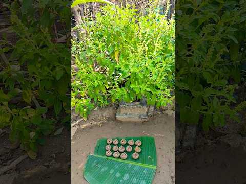 uma #vrindavan #umashree #tiktok #love