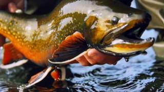 Reeling in a big fish