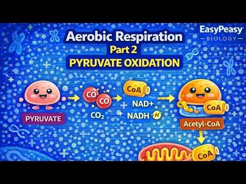Pyruvatoxidation erklärt | Aerobe Atmung Teil 2