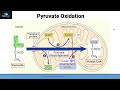 Aerobic Respiration Part 2 (Pyruvate oxidation)