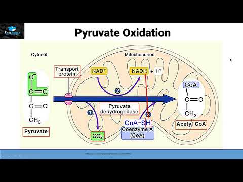 Aerobic Respiration Part 2 (Pyruvate oxidation)