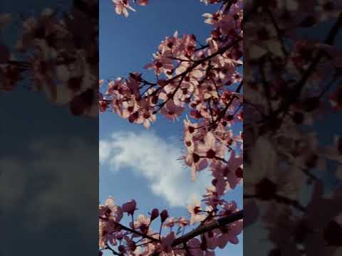 Basiva ft. Batu-G - Haziran-ı Hüsran