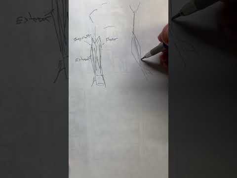 Drawing the forearm: Quick Drawing Tip #5