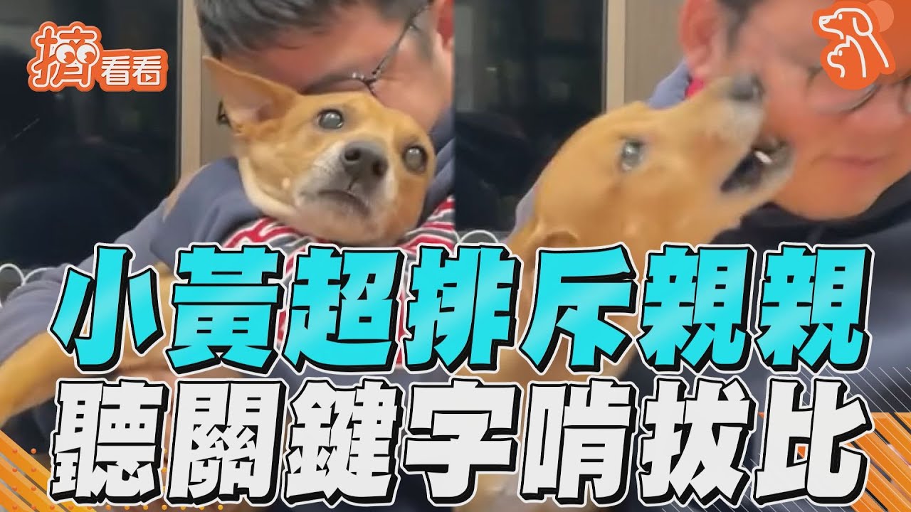 影音／小黃對「親親」超排斥　親到森77想啃拔比臉頰