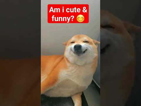 Adorable isn't it? #1SM #funnydogs #cutedog #shortmemes #1stShortMIX #shorts #short