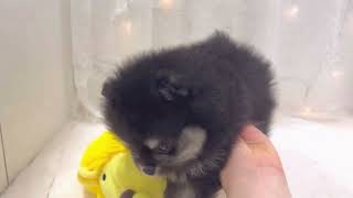 ポメラニアンの動画01