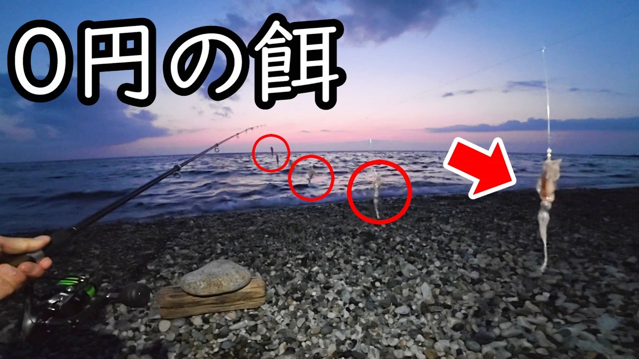 浜辺で拾った餌を海に投げ込んだ結果
