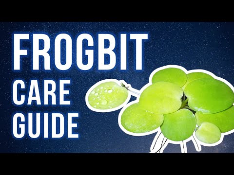 download lagu mp3 mp4 Amazon Frogbit, download mp3 Amazon Frogbit free downloadn, video klip Amazon Frogbit