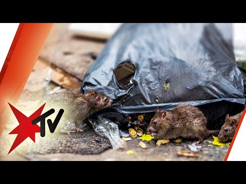 Rattenplage durch Corona: Was kann helfen? | stern TV