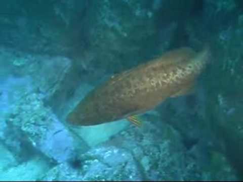 Madeira Funchal Konken Rock, Madeira/Funchal,Portugal