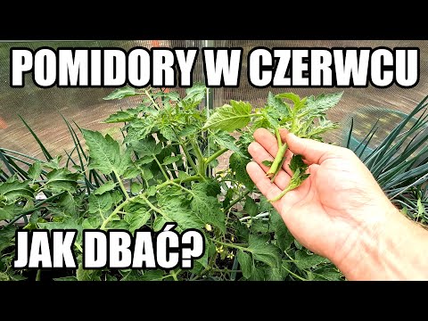 Pomidory w czerwcu. Jak pielęgnować? Podlewanie, usuwanie wilków i liści, odchwaszczanie, wiązanie..