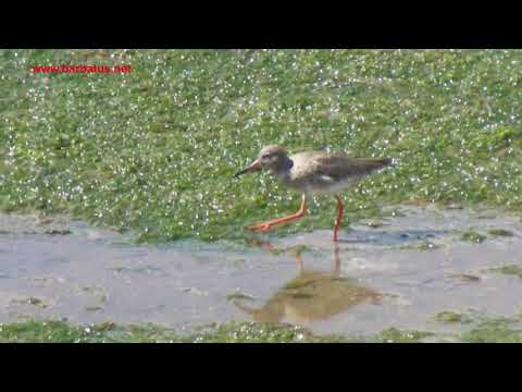 Archibebe común ( Tringa totanus ) Redshank