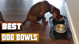 Best Dog Bowl In 2026 - Top 10 Dog Bowls Review