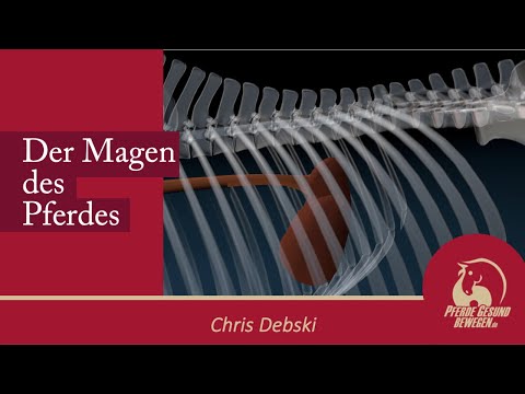 Wie funktioniert der Magen des Pferdes? - Onlinekurs Pferdeanatomie
