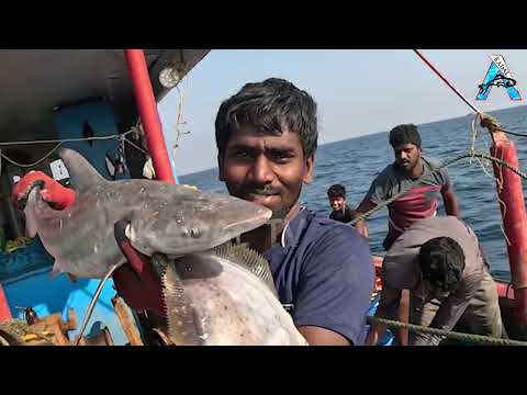 Amazing Fastest Giant Bluefin Tuna Fishing Skill - Most Satisfying Sea Fishing Video @FISH_TV