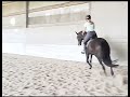 Hannovrien avec Lignée de champion