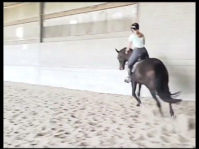 Hannovrien avec  Lign&eacute;e de champion 