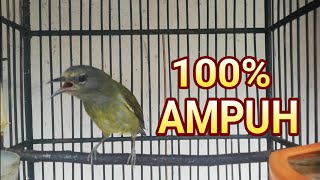 Download lagu Suara Burung Opior Jawa Gacor Nyuling Tratak Opior Bahan Seketika LANGSUNG NYAUT mp3