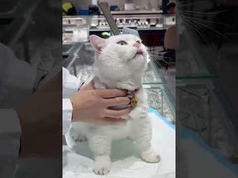This kitten has a runny nose all the time.