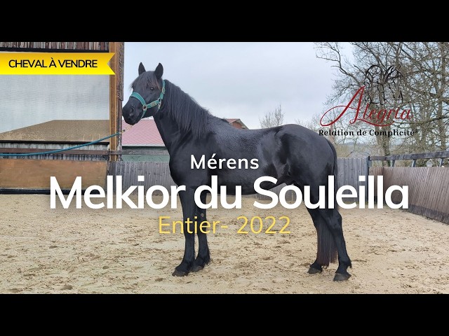 Melkior, M&eacute;rens n&eacute; en 2022. Attentif, curieux et d&eacute;sire