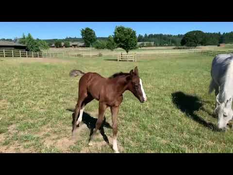 WT Zalira, 2019 filly Untouchable x Caresino x Corrado I
