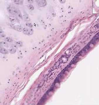 Shotgun Histology Trachea