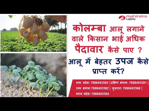 कैसे पाएं आलू में बेहतर उपज ? जानिए कोलम्बा आलू लगाने की सही विधि। #Colomba #potatofarming
