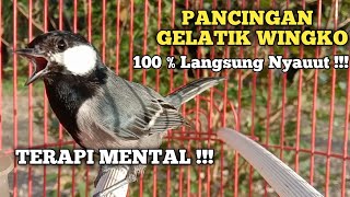 Download lagu suara pancingan gelatik batu gelatik wingko agar cepat gacor dan rajin bunyi || gelatik batu gacor mp3