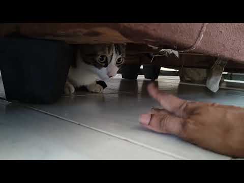 #774#catscaredunknownperson#cathiddenplace#petslover#catssafety