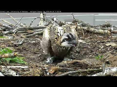 Iris Brings In Two Fish Back To Back – June 29, 2018