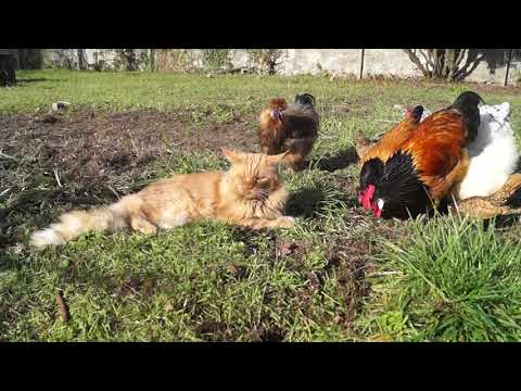 download lagu mp3 mp4 Evaddhia Maine Coon, download mp3 Evaddhia Maine Coon free download, download mp3 Evaddhia Maine Coon