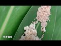 糙米杏仁茶