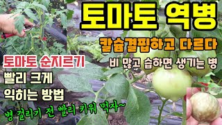 텃밭농사 토마토역병 증상과 토마토칼슘석회결핍증상 비교 토마토 빨리 익히고 굵게 맛있게 키우는 방법 토마토순지…