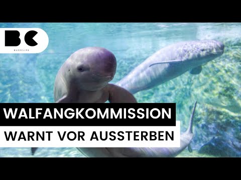 Kalifornischer Schweinswal vom Aussterben bedroht