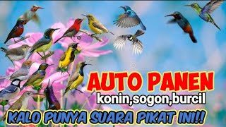 Download lagu Punya Suara Pikat Ini Bisa Panen Semua Jenis Kolibri Dan Burung Kecil mp3