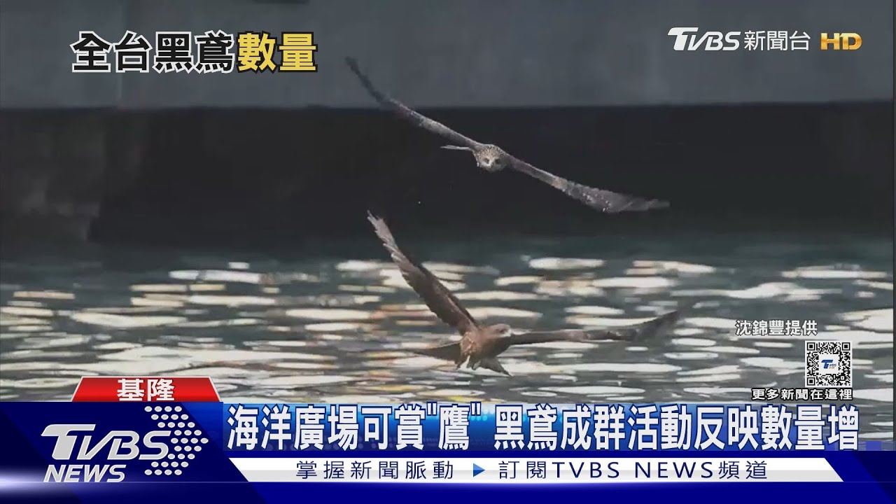 海洋廣場賞「鷹」去！全台黑鳶數量稍回升　南、北部出沒增