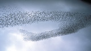 What is Serco's Swarm?
