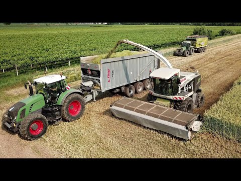 Trinciato Triticale 2021 | Claas Jaguar 900 Black | Domai MPD 611