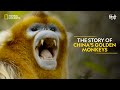 The Story of China's Golden Monkeys | China's Hidden Kingdoms | Full Episode S01-E05 | हिन्दी