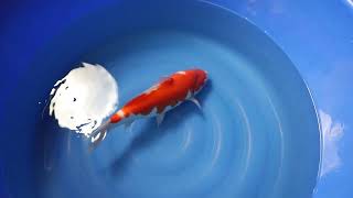 video van Nidan Kohaku 2301022