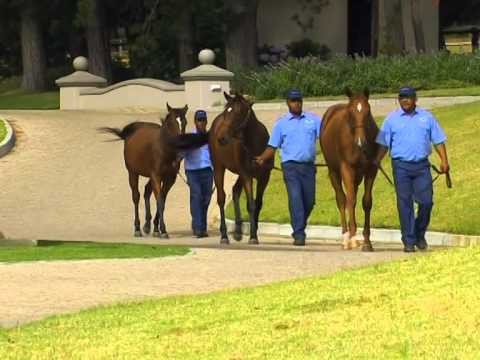 NUTFIELD STUD 2014 CTS YEARLINGS   Computer