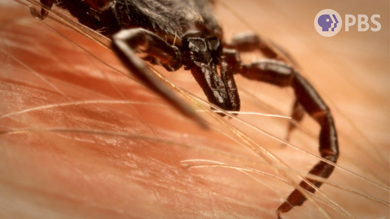 The Bizarre Biology of 5 Bloodsucking Creatures | Deep Look