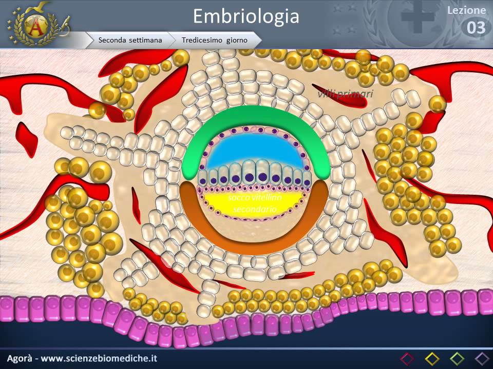 Embriologia 03 - Seconda, terza, quarta settimana e organogenesi