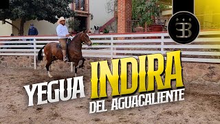 Chuy Lizárraga - El Vlog - Rancho El Aguacaliente -Yegua Indira Del Aguacaliente
