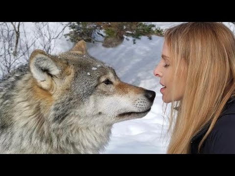 ‘WOLF FIGHT’- Return to the Giant Wolves of Norway