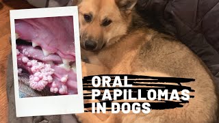 My dog has warts in her mouth! Canine papillomavirus overview