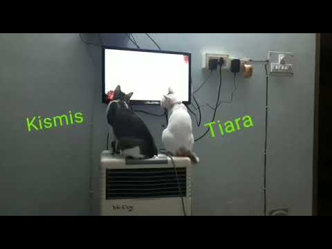 My lovely cats Kismis and Tiara watching their favourite game on TV