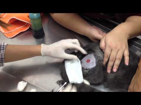 How to clean a cat's wound